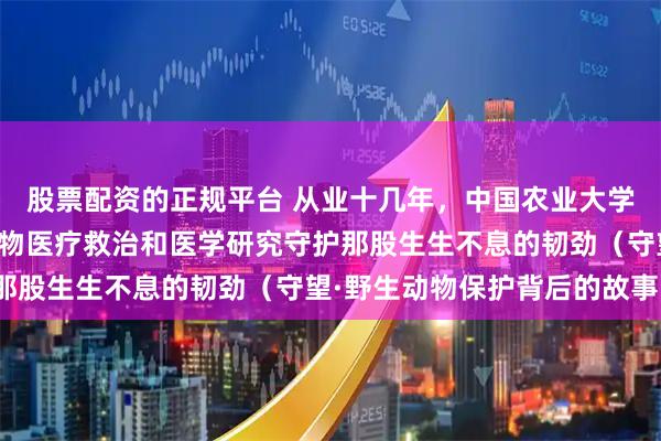 股票配资的正规平台 从业十几年，中国农业大学教授金艺鹏专注野生动物医疗救治和医学研究守护那股生生不息的韧劲（守望·野生动物保护背后的故事）